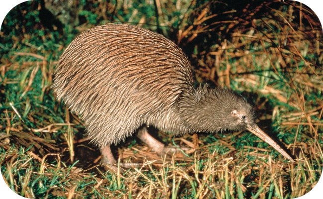 Kiwi